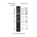 CSL-MDNA-1.jpg