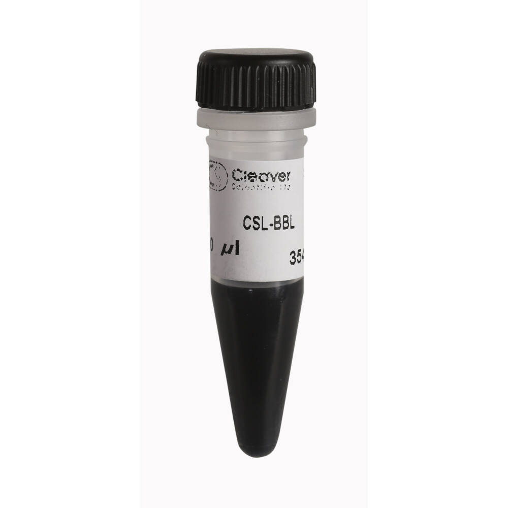 CSL-BBL-1.WEB_.jpg