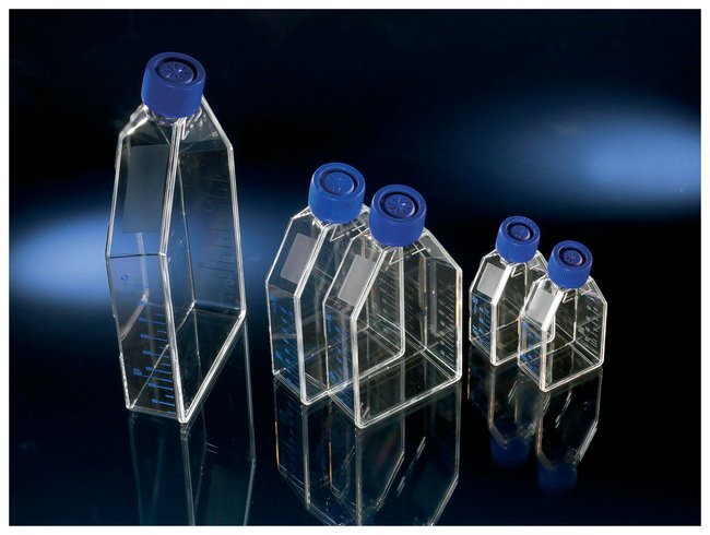175CM2 POLYDLYSINE COATED EZ FLASK
