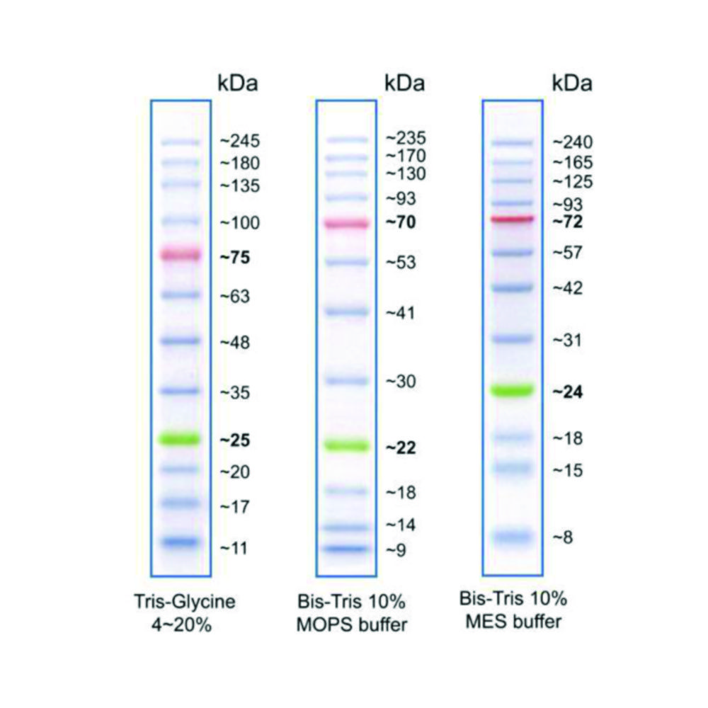 [4661311] Protein Ladders, Prestained, 12 pcs