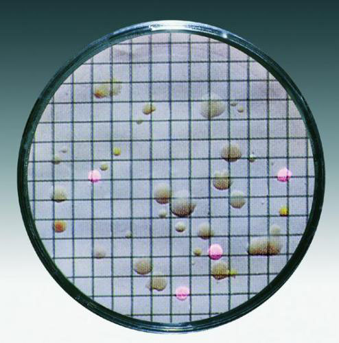 [9055020] Nutrient pad w. membrane filter, Sartorius, Gluc. Tryptone, 0,45µm, D50mm, sterile